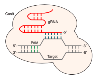The structure of CRISPR/Cas Nuclease.